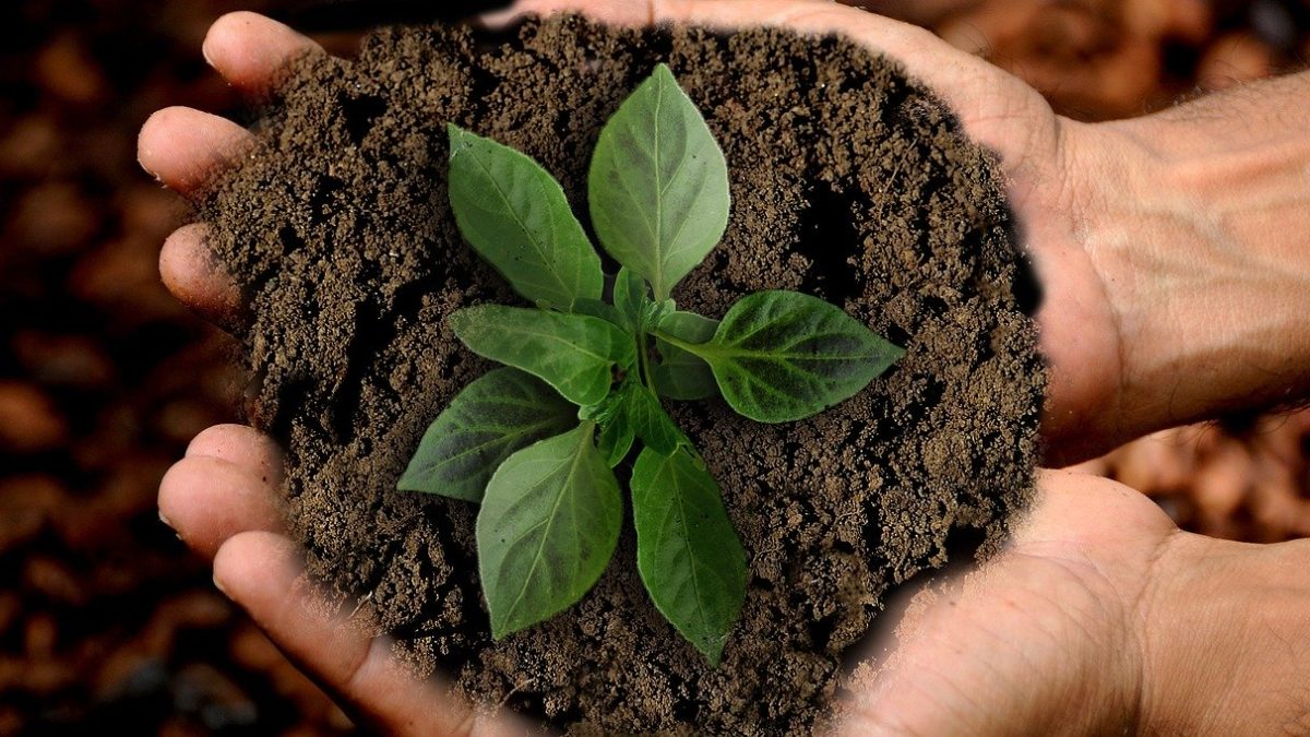 terre-vegetale