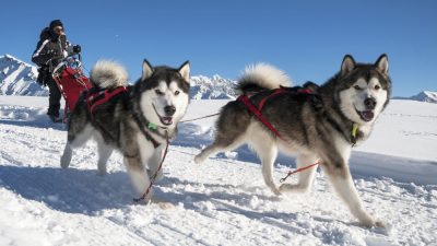 chiens-traineau